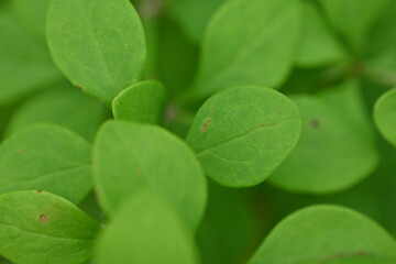 green young branches of the bush, bright green leaves close up, green spring background 