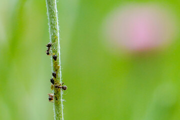 Ameisen 