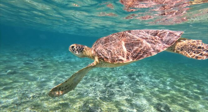 The green sea turtle swimming