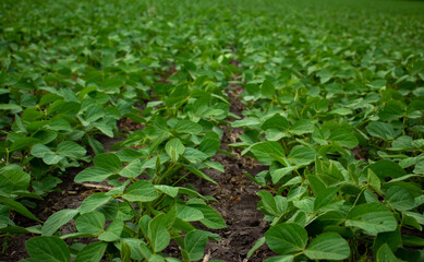 Green young soybean plants on the field