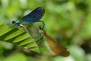 accouplement de libellules