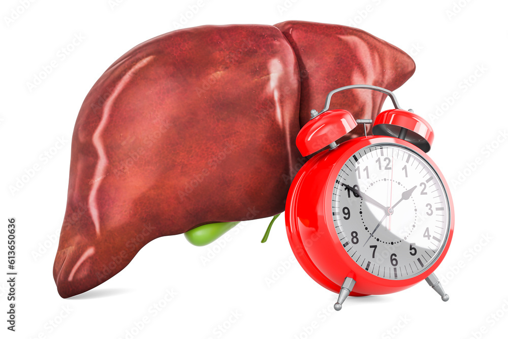Poster human liver with gallbladder with alarm clock, 3d rendering