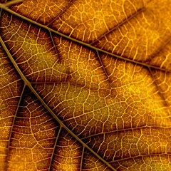 Naklejka na ściany i meble Seamless background with autumn yellow leafs, AI generative illustration