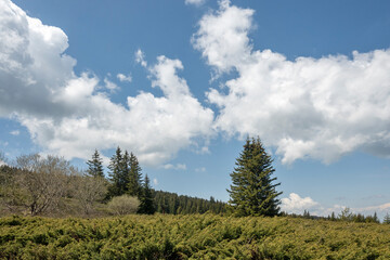 Fototapeta premium Spring view of Konyarnika area at Vitosha Mountain, Bulgaria