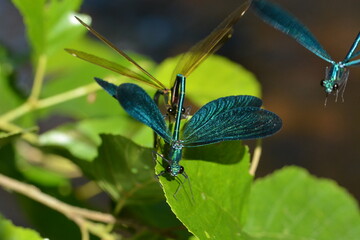 accouplement de libellules
