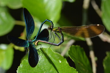 accouplement de libellules