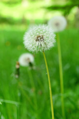 White dandelions on green blurred background
