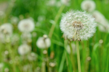 Obraz premium Beautiful white dandelions on blurred green background, closeup