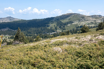 Naklejka na ściany i meble Spring view of Konyarnika area at Vitosha Mountain, Bulgaria