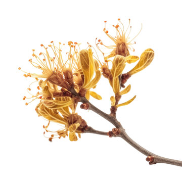 Witch hazel isolated on transparent background. Generative AI
