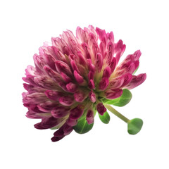 Red clover isolated on transparent background. Generative AI