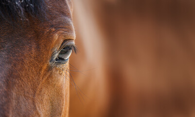 beautiful portrait of a brown arabian horse