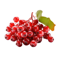 Schisandra isolated on transparent background. Generative AI