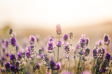 Beautiful lavender in the rays of sunset ight © The Len