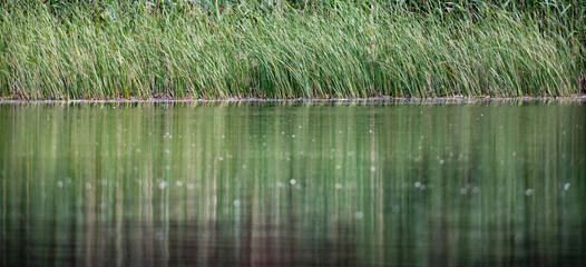 beautiful bright green summer foliage reflecting in water in the delta