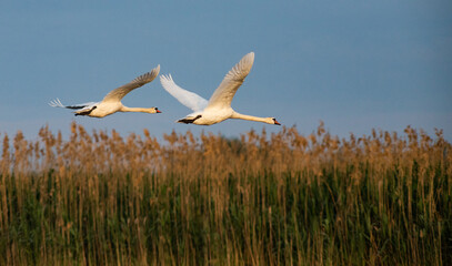 beautiful white swan on the lake