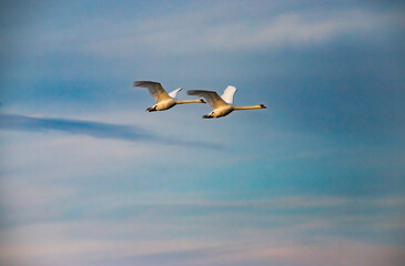 Fototapeta premium beautiful white swan on the lake