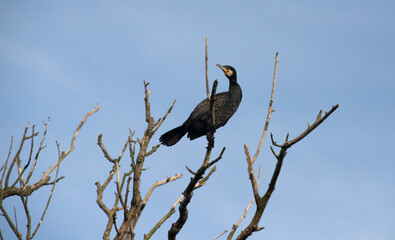 great cormorant bird in the delta