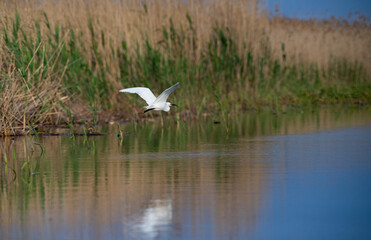 wildlife in the Danube delta bird on the lake