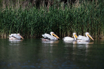 pelicans on the lake at sunset