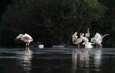 pelicans on the lake at sunset