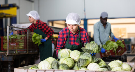 Young woman farmer working at a vegetable depot carefully inspects cabbage from crates