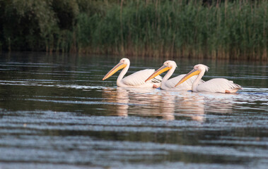 pelicans on the lake at sunset