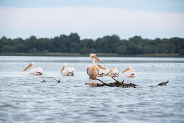 pelicans on the lake at sunset