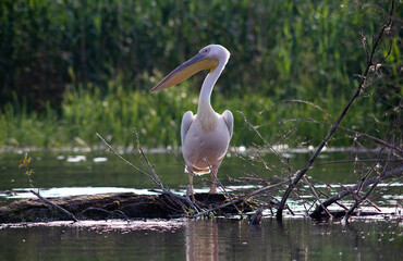 pelicans on the lake at sunset