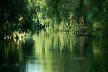 Fototapeta na wymiar beautiful bright green summer foliage reflecting in water in the delta