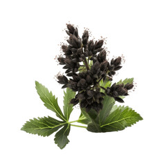 Black cohosh isolated on transparent background. Generative AI