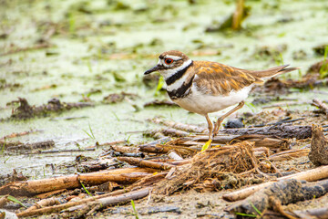 A killdeer, Charadrius vociferus, forages in a wetland at Harbor Island in Grand Haven, Michigan