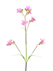 Naklejka na ściany i meble Pink flower of the sticky catchfly isolated on white, Silene viscaria