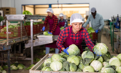 Young woman farmer working at a vegetable depot carefully inspects cabbage from crates