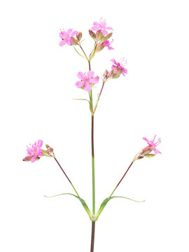 Pink flower of the sticky catchfly isolated on white, Silene viscaria
