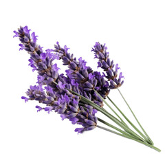 Fototapeta premium Lavender isolated on transparent background. Generative AI