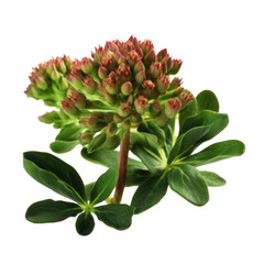 Rhodiola isolated on transparent background. Generative AI