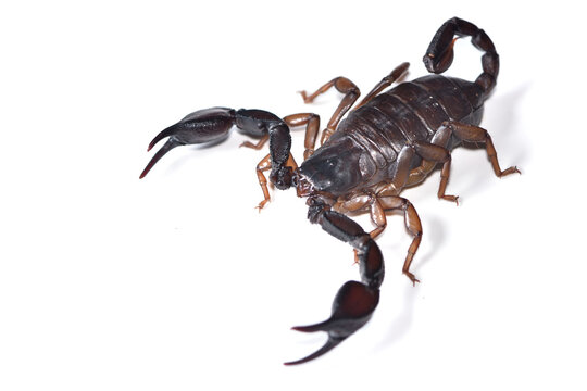 Closeup picture of a female of the European or Italian small wood scorpion Euscorpius italicus from Italy photographed on white background.