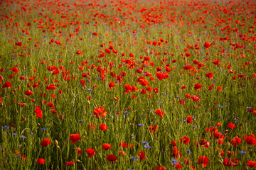 Field of red poppies and cornflowers at sunset