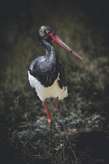 stork among foilage