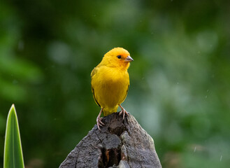 yellow bird on post