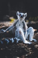 ring tailed lemur sitting on the ground leaning on a tree branch © Sam