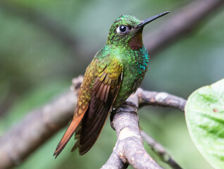 Fototapeta premium hummingbird