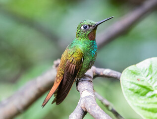 hummingbird on a branch