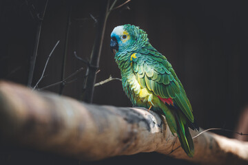 parrot green on a tree branch colorful