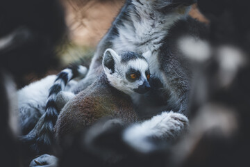  baby ring lemur in the arms of parent lemur amongst his troop