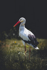 white stork looking sideways in a field while looking for food