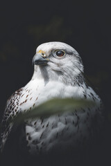 portrait of an white eagle behind foilage