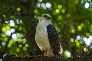 bird of prey