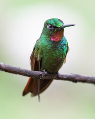 hummingbird on a branch